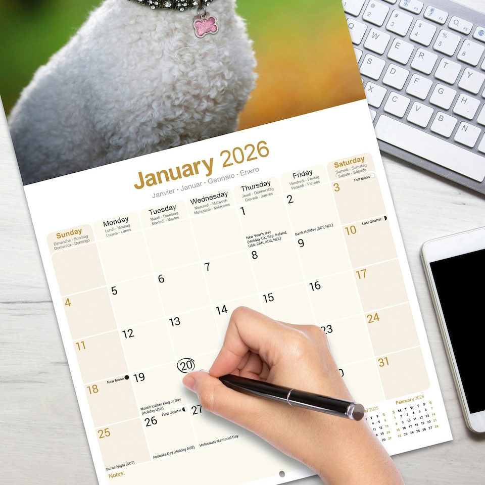 image 1 of Bichon Frise 2026 Calendar | Square Wall Calendar | Dog Breed Gift | Plastic Free Packaging | by Avonside Publishing