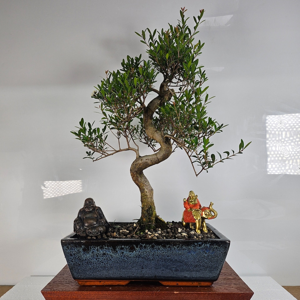 Yorkshire Bonsai Brush Cherry (Syzygium) Bonsai Tree Shaped In 30cm Pot