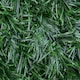image 3 of Primrose Artificial Conifer Screening Roll Hedge Fence Privacy Border W3m x H1.5m