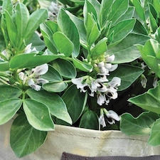 Broad Bean Robin Hood 1 Seed Packet (35 Seeds)