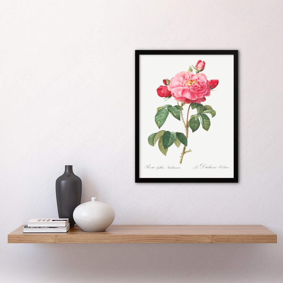 image 1 of Redoute Framed Wall Art French Rose Vintage Botanical Illustration Home Décor
