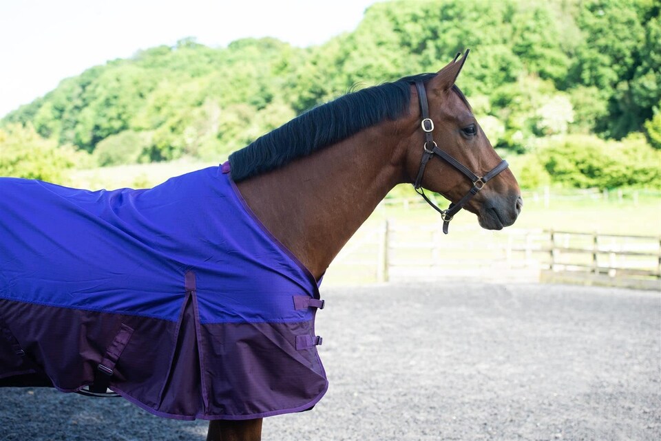 image 1 of eQuitack 600D Waterproof Horse Turnout Rug 100g Fill Standard Neck Purple/Plum 6'0''