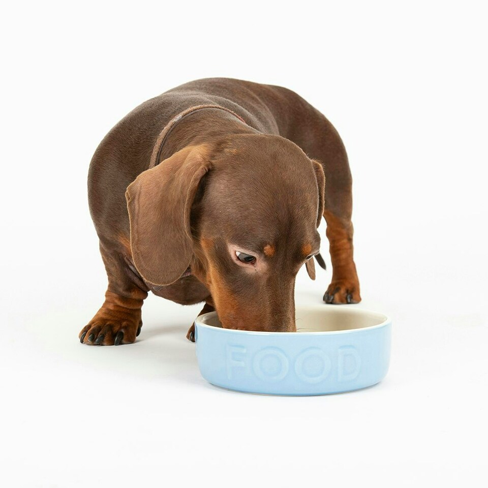 image 1 of Scruffs Classic Food Bowl 13cm Blue Blue