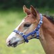 image 2 of Shires Foal Headcollar Red | Size: Foal
Colour: Red