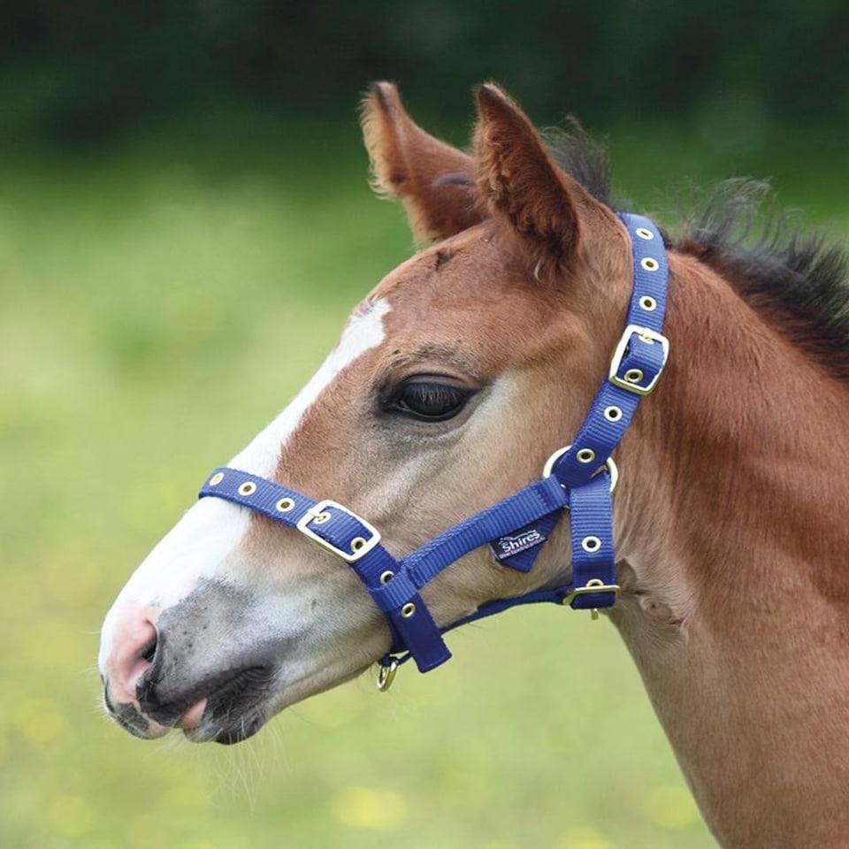 image 1 of Shires Foal Headcollar Red | Size: Foal
Colour: Red