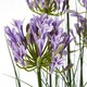 image 2 of Large Purple Agapanthus Plant in Pot - Plastic - L14 x W14 x H120 cm - Green