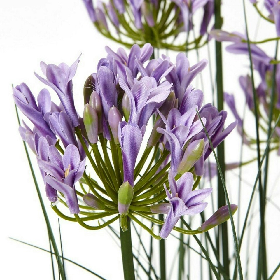 image 1 of Large Purple Agapanthus Plant in Pot - Plastic - L14 x W14 x H120 cm - Green