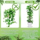 image 5 of 4 Pack Monstera Climbing Support, 2 Pack 60cm & 2 Pack 120cm Planting Stick Coconut Plant Support