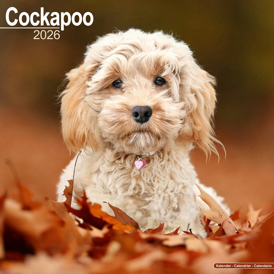 image 1 of Cockapoo 2026 Calendar | Square Wall Calendar | Dog Breed Gift | Plastic Free Packaging | by Avonside Publishing