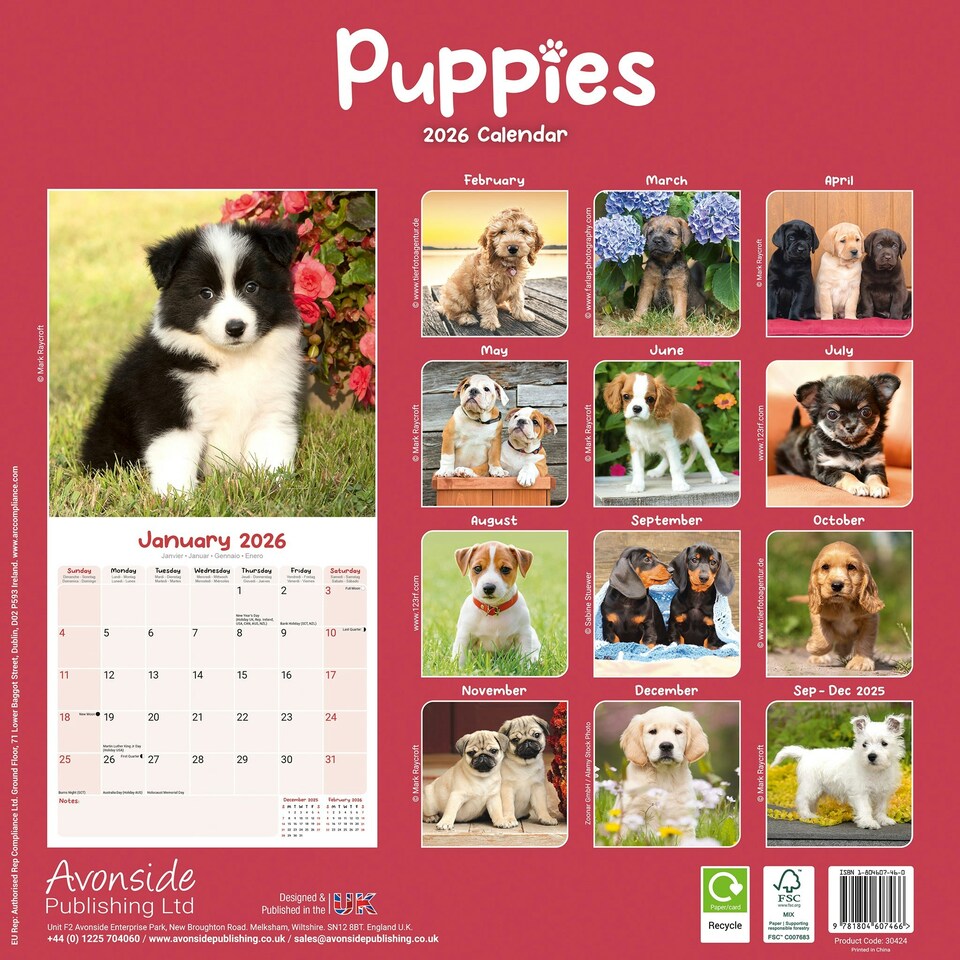 image 1 of Puppies 2026 Calendar | Square Wall Calendar | Dog Breed Gift | Plastic Free Packaging | by Avonside Publishing