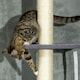 image 8 of PawHut 5 Tier Cat Climbing Tower, 240-270cm Height Adjustable, Dark Grey