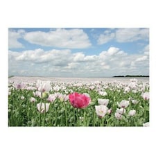 Kevin Milner Countryside Summer Poppies Greetings Card - Multicoloured - One Size