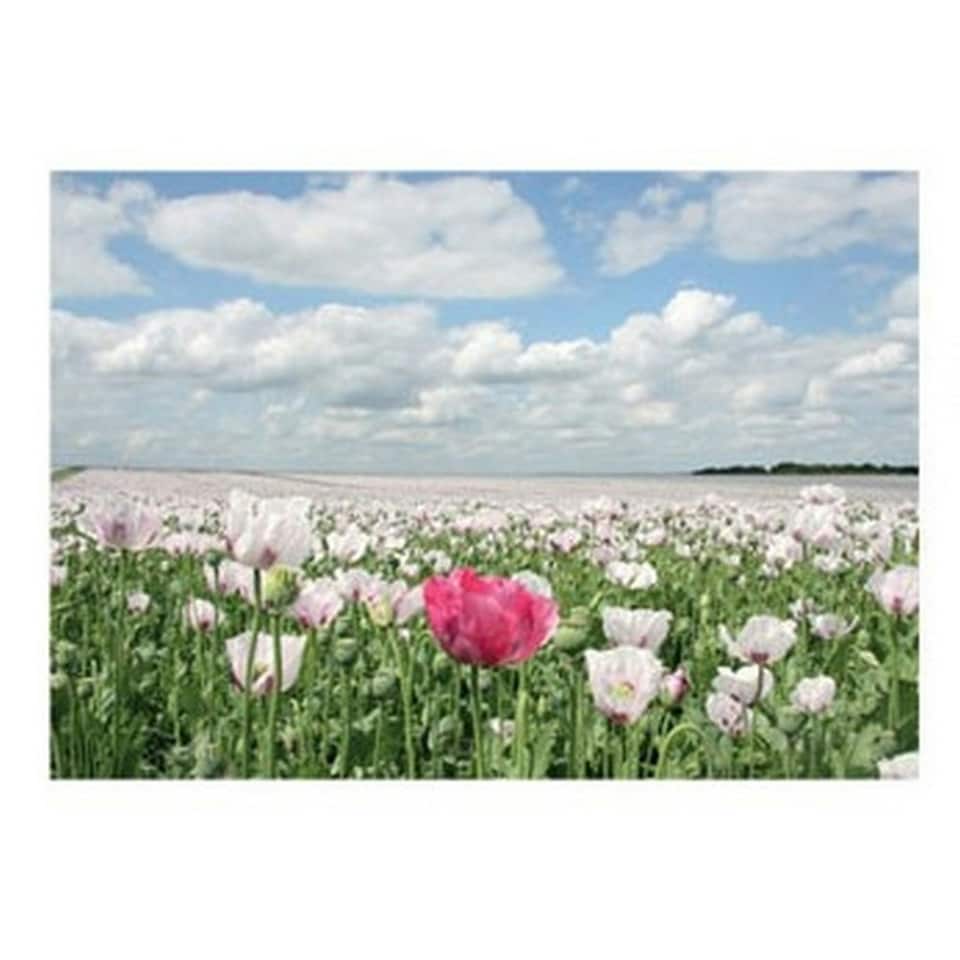 Kevin Milner Countryside Summer Poppies Greetings Card - Multicoloured - One Size