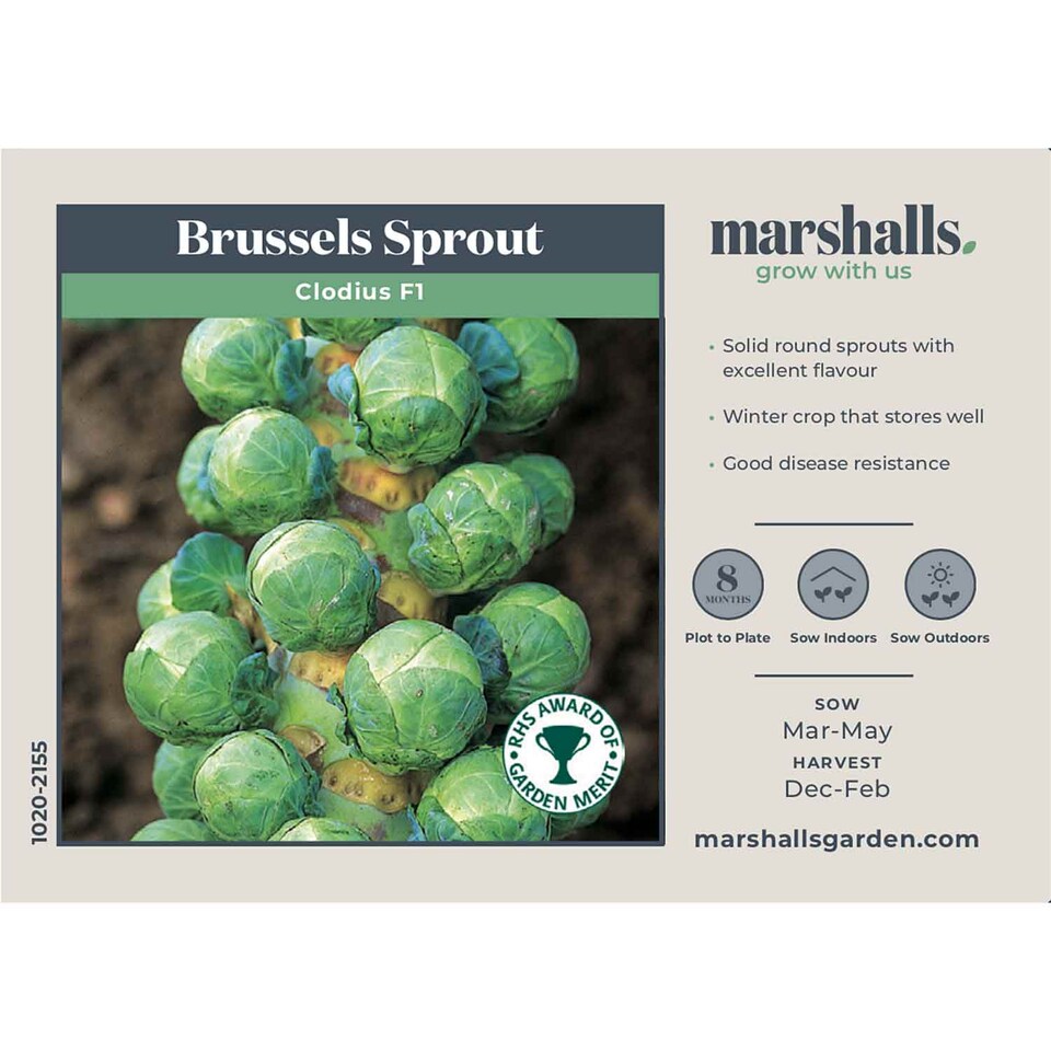 image 1 of Marshalls Garden Brussels Sprout Seeds Clodius F1, 30 Seeds