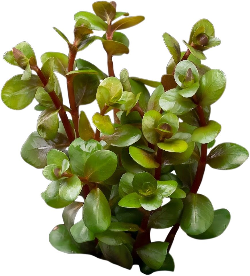 Indian Toothcup (Rotala indica) - Live Aquarium Plant for Midground Planting, Red Foliage, No CO2 Needed - Fish Tank Plant