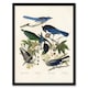 image 1 of Magpie Clarks Crow and Jays Audubon Nature Framed Wall Art Print 12X16"
