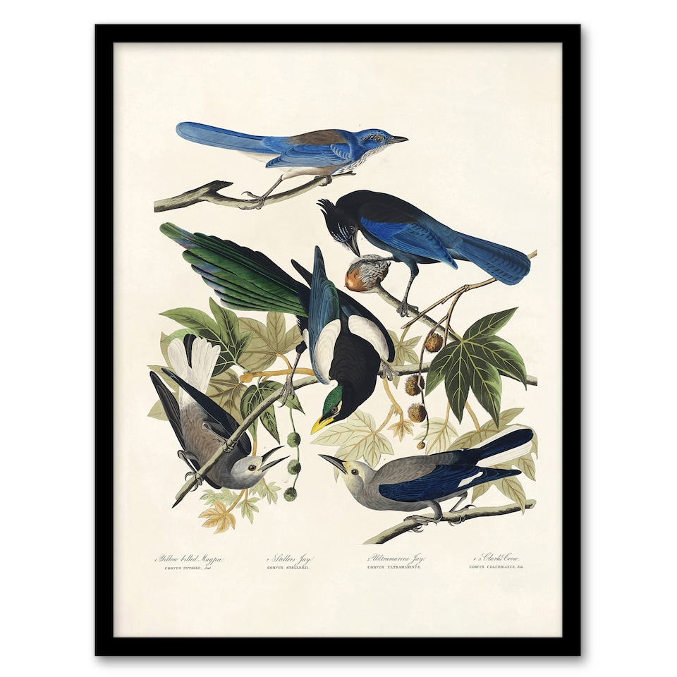 image 1 of Magpie Clarks Crow and Jays Audubon Nature Framed Wall Art Print 12X16"