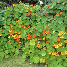 Nasturtium Tutti Frutti Mix Seeds - Hardy Annual Bright Flowers Marbled Foliage Easy Grow. RHS Award. Borders/Containers. Thompson