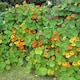 image 1 of Nasturtium Tutti Frutti Mix Seeds - Hardy Annual Bright Flowers Marbled Foliage Easy Grow. RHS Award. Borders/Containers. Thompson
