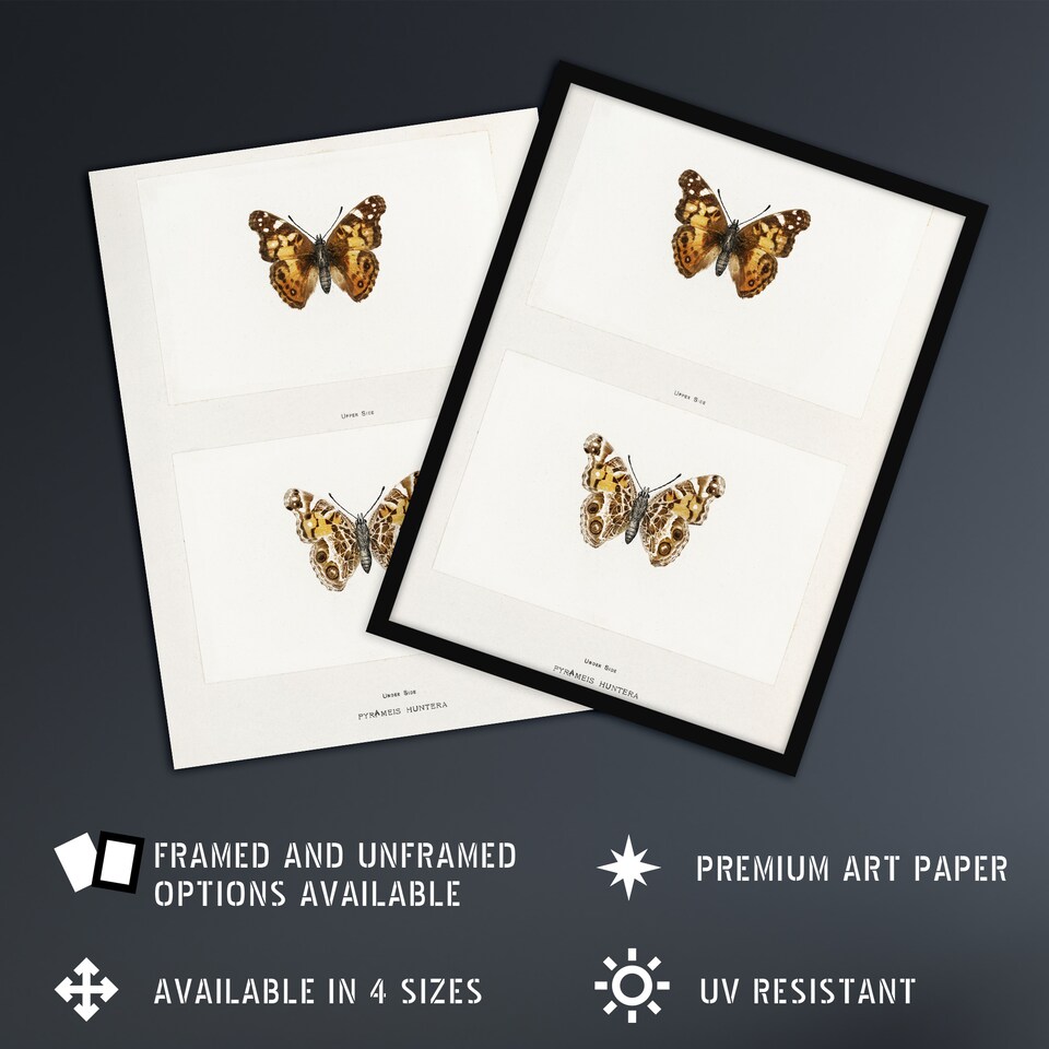 image 1 of Brazilian Lady Vintage Butterfly Artwork Denton Wall Art Poster Print 12X16"