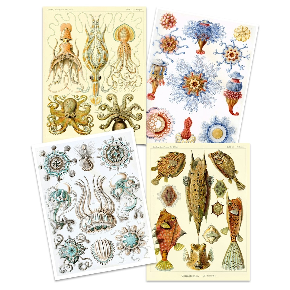 image 1 of Set of 4 Ernst Haeckel Nature Vintage Octopus Biology Sea Art Print Poster Home Decor 12x16 Inch