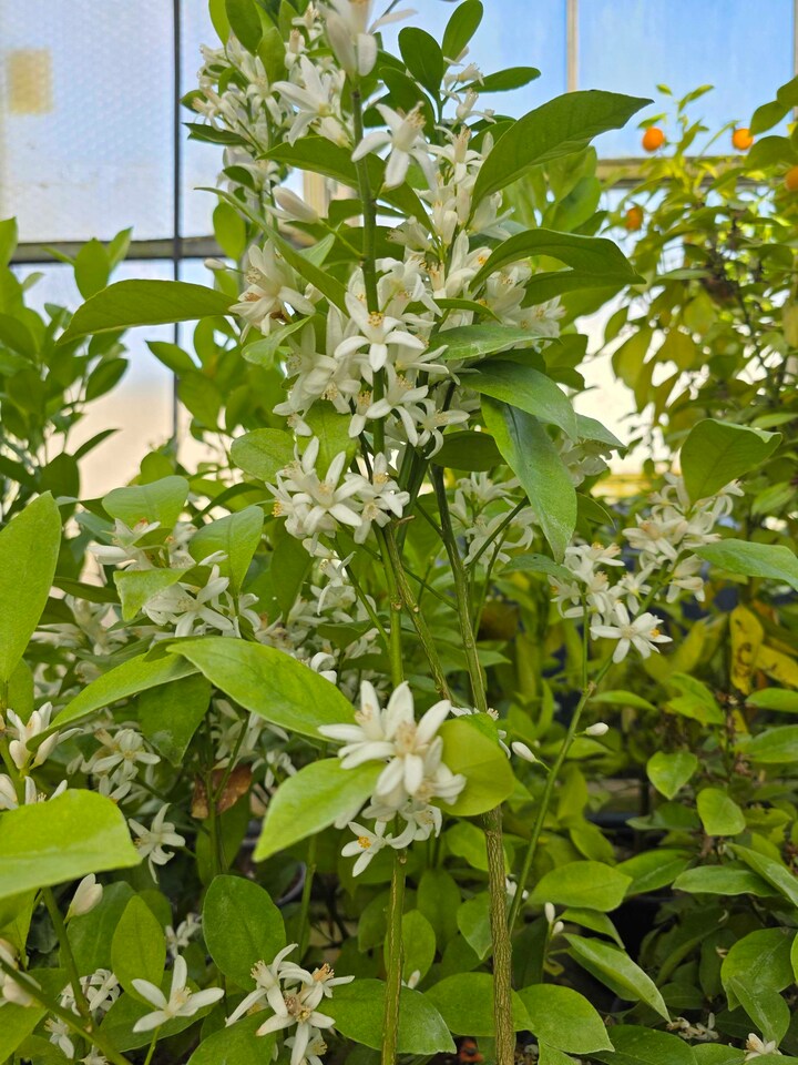 image 1 of Calamondin Citrus x microcarpa - Fragrant Patio Citrus Tree