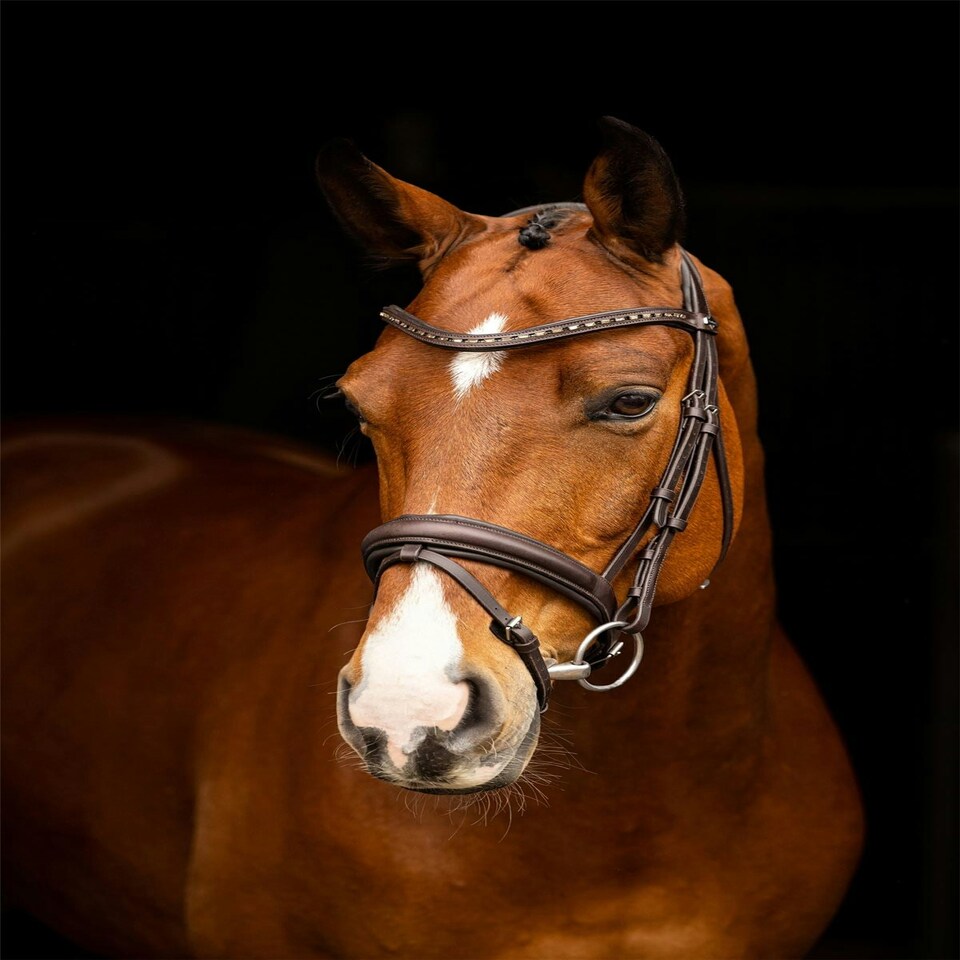 image 1 of LeMieux Arika Dressage Bridle Black | Cob