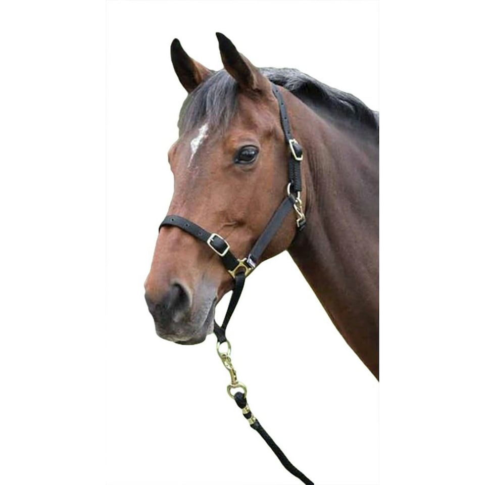 Shires Horse Headcollar - Black - Cob