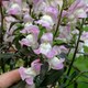 image 9 of Marshalls Garden Antirrhinum Collection - Snap In Trio | Pink | Black Apricote, Black Raspberry, Black Pink | Plug Plants