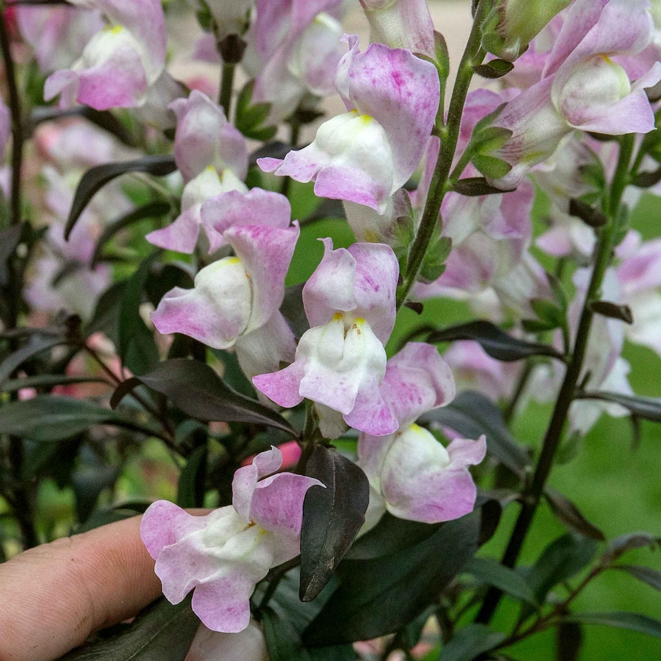image 1 of Marshalls Garden Antirrhinum Collection - Snap In Trio | Pink | Black Apricote, Black Raspberry, Black Pink | Plug Plants