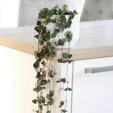 String of Hearts Ceropegia Woodii Houseplant 8cm Potted Plant x 2