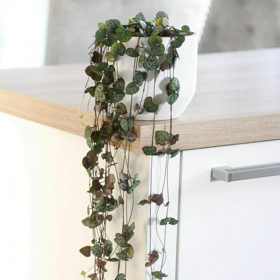 String of Hearts Ceropegia Woodii Houseplant 8cm Potted Plant x 2