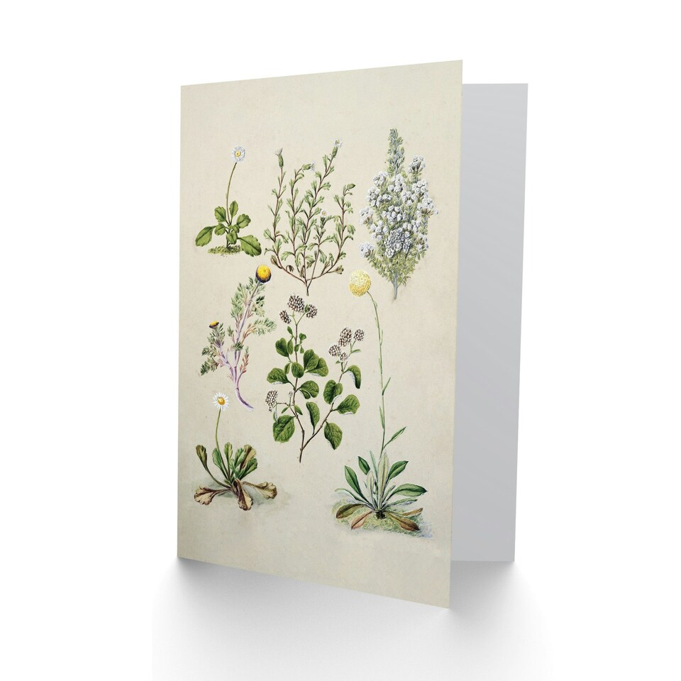 image 1 of Sarah Featon Art Card Native New Zealand Wildflowers Illustration