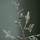 image 5 of 5ft (1.5m) Light up Green Snowy Noel Christmas Tree with Stand and Warm White LEDs