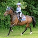 image 2 of Little Rider Dazzling Night Prismatic Horse Fly Veil - Navy - Small Pony