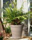 image 3 of Lemur and Pup Plant Pot Hanger | Bronze