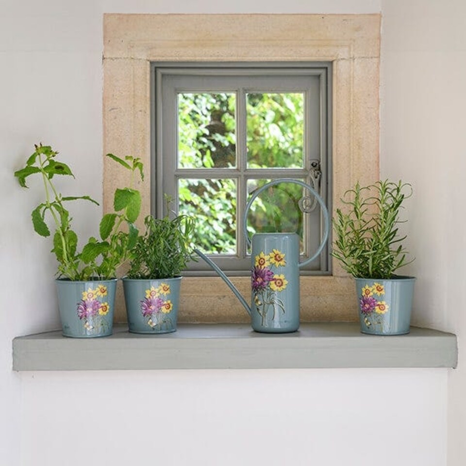 image 1 of RHS Asteraceae Herb Pots