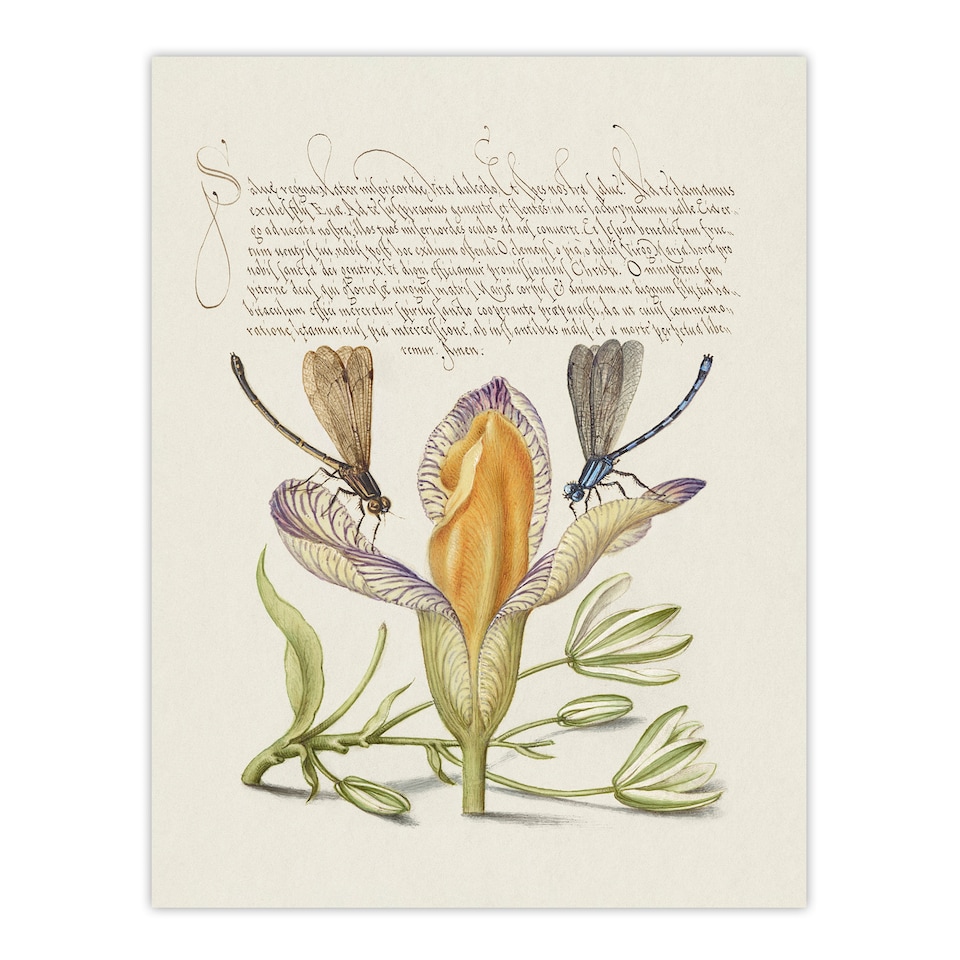 image 1 of Model Book of Calligraphy Framed Wall Art Damselflies on Spanish Iris Home Décor