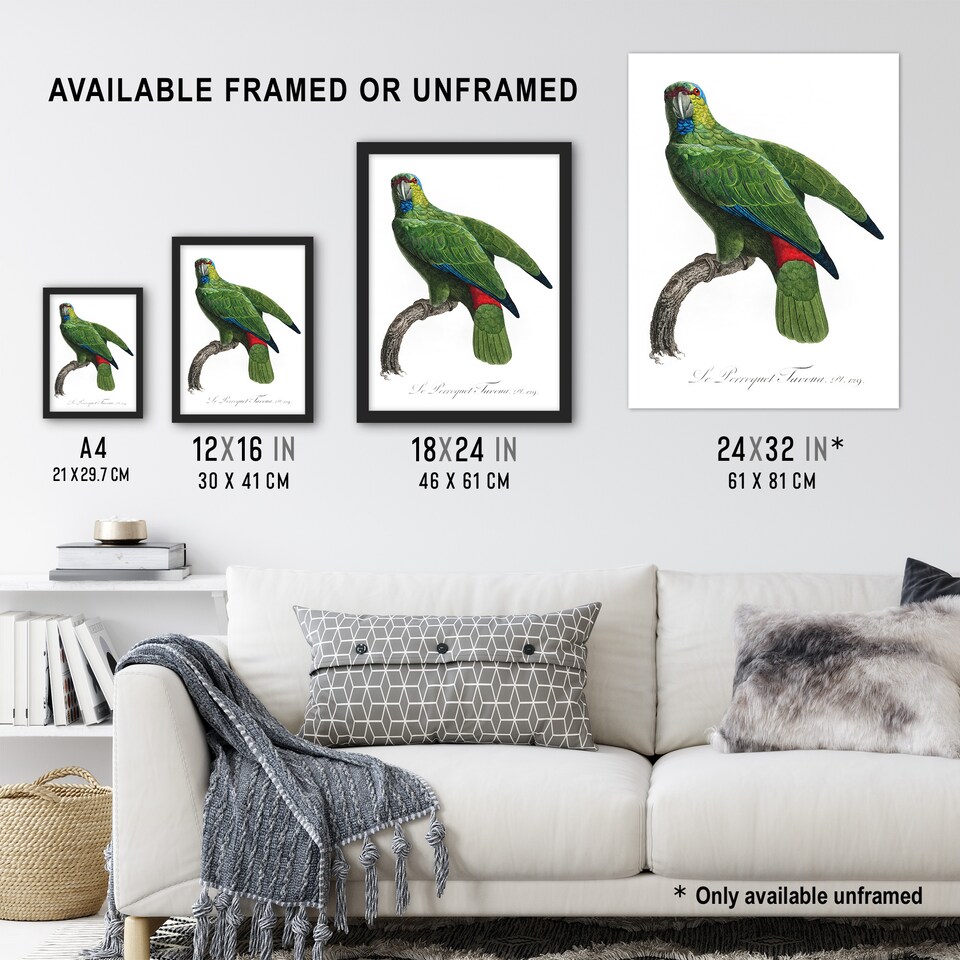 image 1 of The Festive Amazon Parrot Levaillant Wall Art Poster Print 12X16"