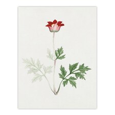 Red Bloom Flower Vintage Japan Wall Art Print Japanese Botanical 12x16"