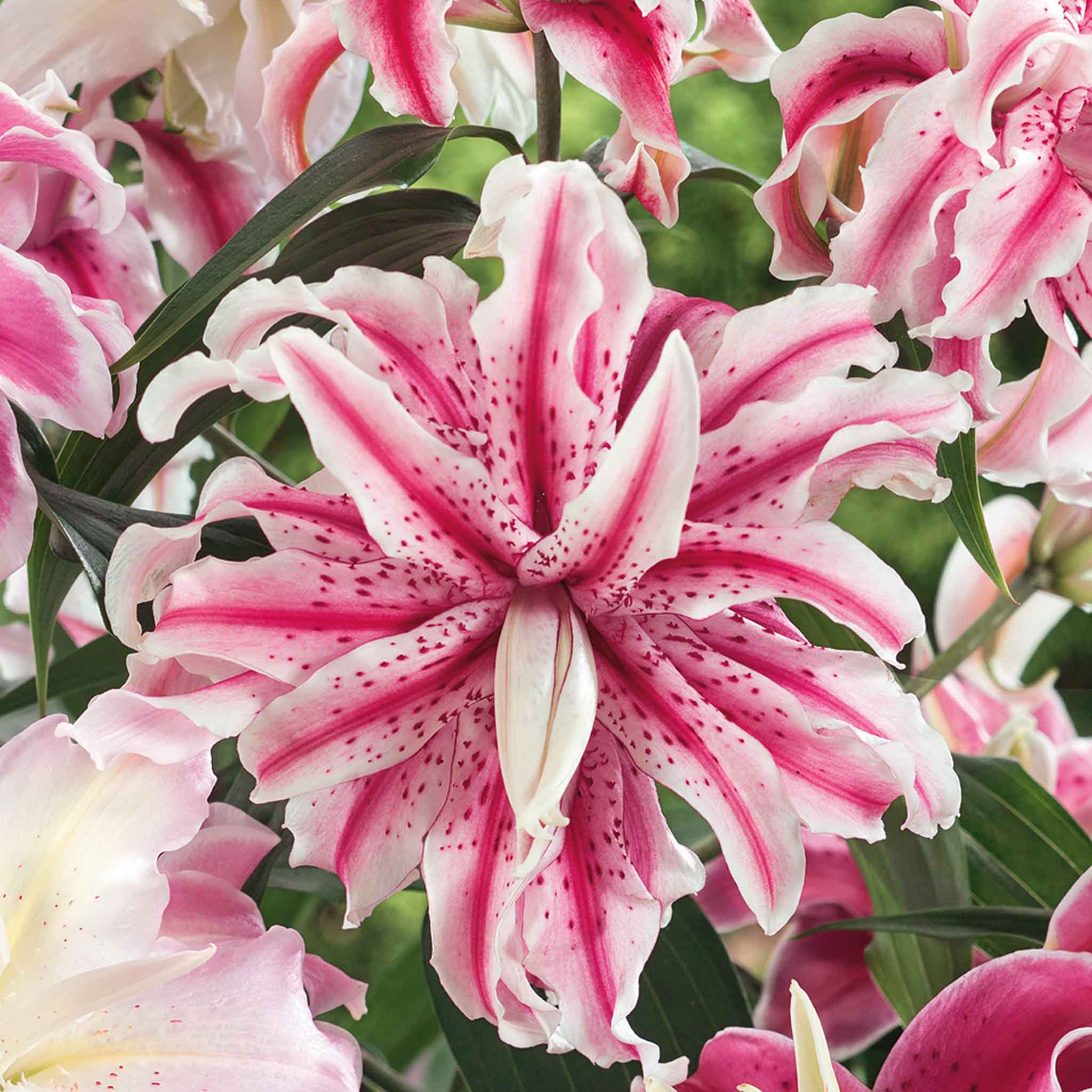 Marshalls Garden Lily 'Oriental Double Mix' 3 x Bulbs | Multi