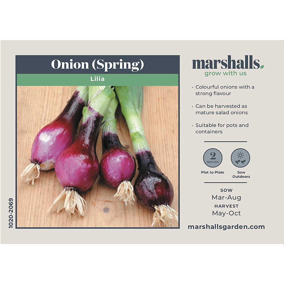 image 1 of Marshalls Garden Spring Red Onion Seeds 'Lilia' 500 seeds