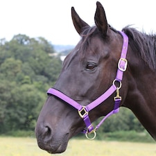 Gallop Equestrian Padded Headcollar Copper | Colour: Green
Size: Shetland Pony