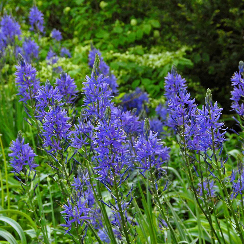 image 1 of Marshalls Garden Camassia leichtlinii 'Blue' Bulbs - 3 Pack