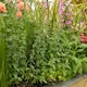 image 3 of Oregano 'Origanum vulgare' - hardy perennial herb, 3 x 9cm