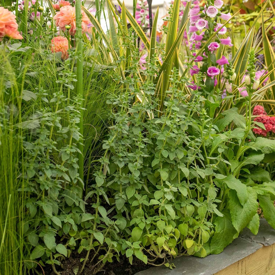 image 1 of Oregano 'Origanum vulgare' - hardy perennial herb, 3 x 9cm