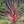 Burgundy and cerise pink