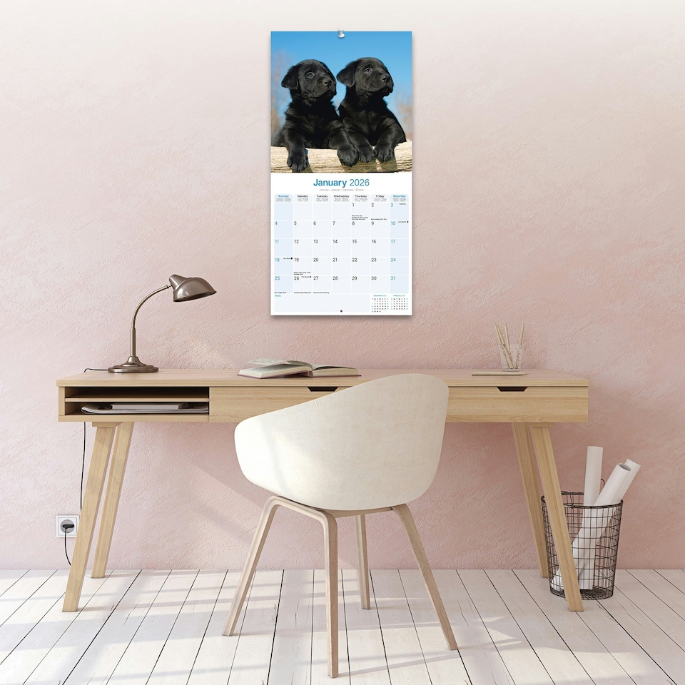 image 1 of Black Labrador Puppies 2026 Calendar | Square Wall Calendar | Dog Breed Gift | Plastic Free Packaging | by Avonside Publishing