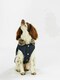 image 5 of Rosewood Joules Cherington Coat For Dogs - Large | Multi