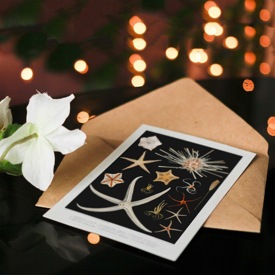 image 1 of Vintage Marine Life Art Card Varieties of Deep Sea Starfish
